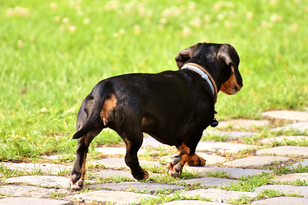 dachshund-3480823_1280