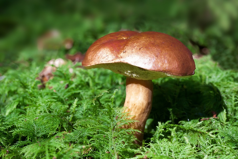 mushroom-448866_960_720